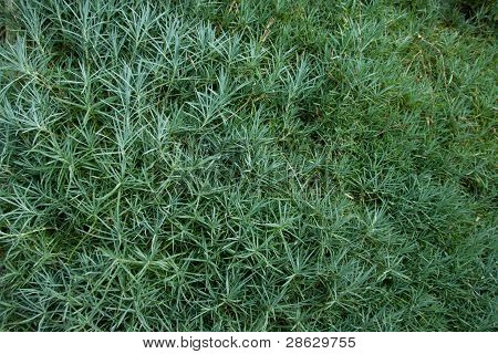 Dianthus Gratianopolitanus