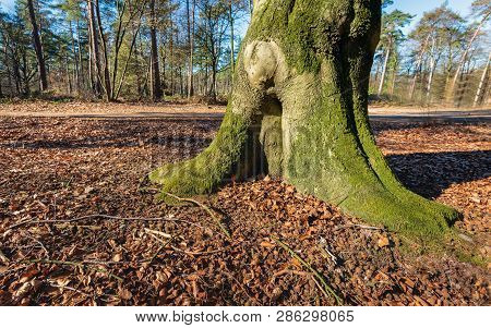 Trunk And Roots Of An Old Beech Tree In A Forest. The Soil Is Strewn With Fallen Leaves And Cupules 