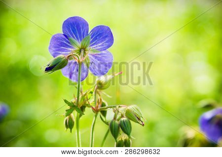 Flax Flowers Close Up On The Field