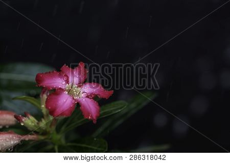 Adenium Or Desert Rose Flower Is Medicinal Herbs. (impala Lily, Mock Azalea, Pink Adenium). Isolated
