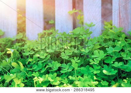 Fresh clovers field on sunny day in the garden, natural background, little green trefoil, symbol of St. Patrick's day