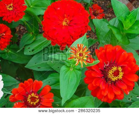 Colorful Beautiful Flowers Of Zinnia In The City Park.