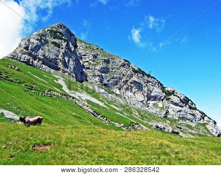 Mountain Hikers On The Alpine Peak Of Margelchopf And In The Alviergruppe Mountain Range - Canton Of