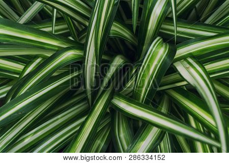 Close Up View Of Spider Plant (chlorophytum Comosum).