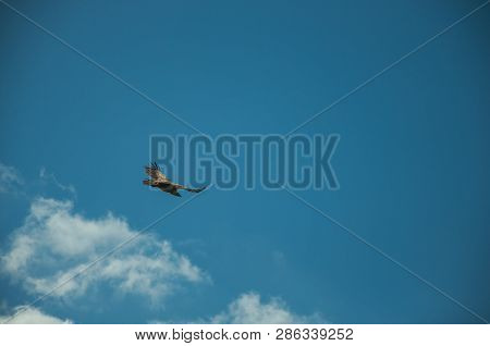 Large Bird Flying In The Sky At The Monfrague National Park