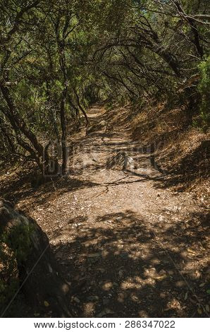 Dirt Path In The Forest Amid Bushes And Trees