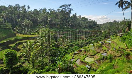Tegalalang Rice Terraces In Ubud, Bali. Tegalalang Rice Terrace Is One Of The Famous Tourist Objects