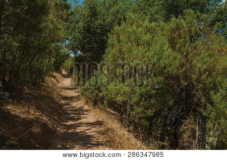 Dirt Path In The Forest Amid Bushes And Trees