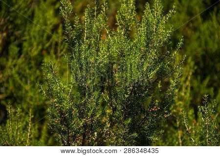 Pine Tree Branch With Its Typical Needle-shaped Leaves