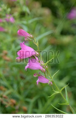 Red Rocks Beard Tongue - Latin Name - Penstemon X Mexicali Red Rocks