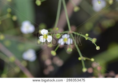 Common Water Plantain - Latin Name - Alisma Plantago-aquatica