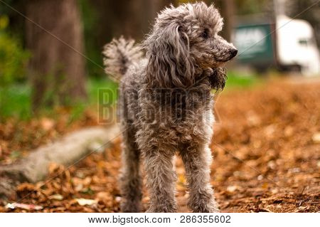 Happy Puppy Sitting And Looking At The Camera During Walk In The Park.