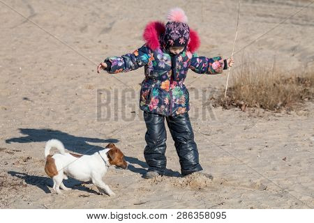 Little Girl In Hat And Jacket In The Winter Plays On The Beach On The Sand With A Jack Russell Breed