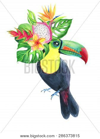 Toucan Watercolor Composition Tropical Exotic Bird Drawing Isolated On White Background. For Design 