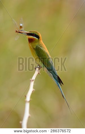 Beautiful Blue Tailed Bee Eater (merops Philippinus) Possing