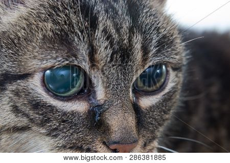 Acute Glaucoma In Adult Cat, Intraocular Presure Increased And Blind At Presentation, Keratic Precip