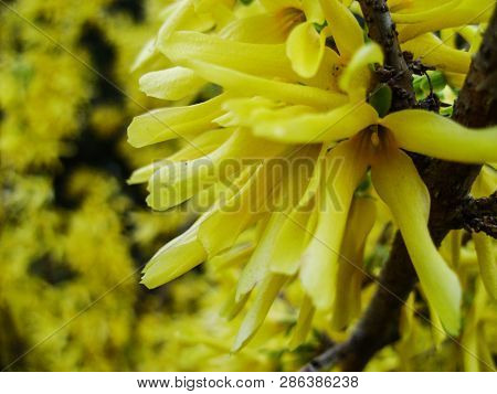 Korean Forsythia Forsythia Ovata In Spring Garden. Forcing Forsythia, Forsythia , Shrub. Spring Flow