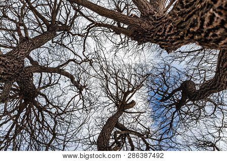An Beautiful Old Fantastic Branchy Brown Willow Tree Without Foliage In A Park In Winter Against The