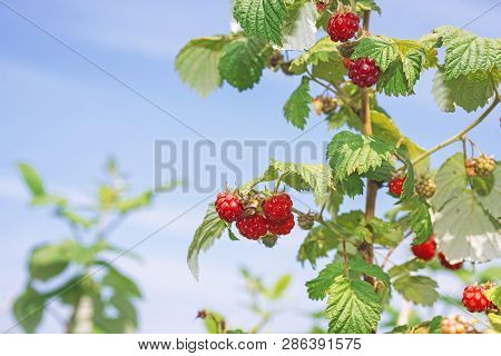 Ripe Branch Of Raspberry On Bush In The Garden.