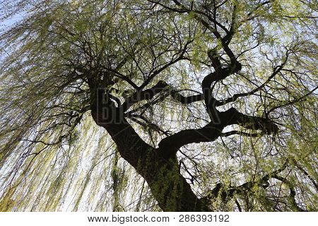 Weeping Graze With Green Leafs In Sunlight