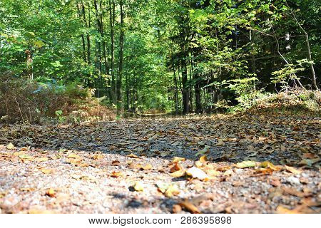 Autumnal Path Near Battert Rocks Blackforest Baden-baden