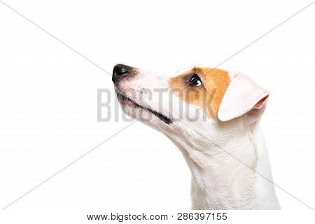 Portrait Of A Jack Russell Terrier Dog Looking Up, Side View, Isolated On White Background