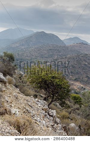 Alone, Wild Pear (pyrus Communis) With Fruits Grows Near The Precipice High In The Mountains On A Ov