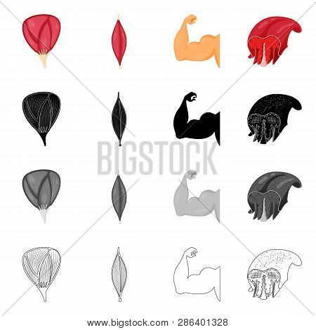 Vector Design Of Fiber And Muscular Logo. Set Of Fiber And Body  Stock Vector Illustration.