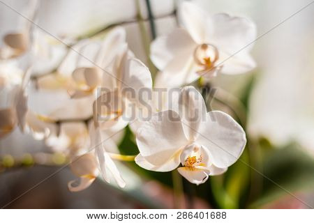 White Orchid Isolated Onon Blurred Background. Soft Lovely Flowers Are Seen In An Artistic Compositi