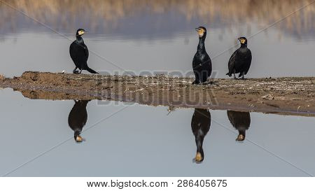 Great Cormorants In Llobregat Delta, Catalonia, Spain