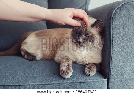 Grumpy Unhappy Colorpoint Blue-eyed Cat Lying On Couch Sofa. Owner Petting Touching Fluffy Domestic 