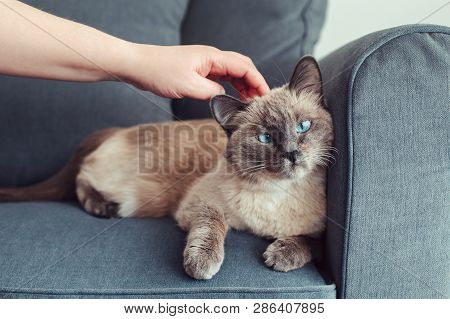 Beautiful Colorpoint Blue-eyed Cat Lying On Couch Sofa. Owner Petting Touching Fluffy Hairy Domestic