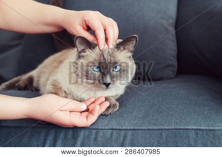 Animal Owner Feeding Cat With Dry Food Granules From His Hand Palm. Beautiful Colorpoint Domestic Fe