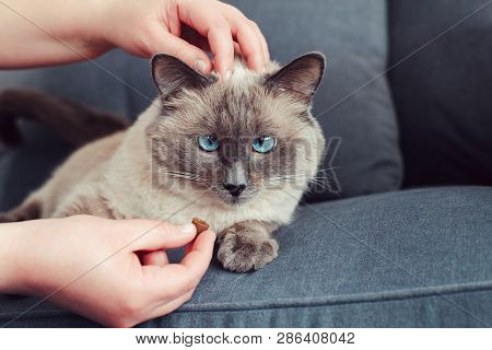 Animal Owner Feeding Cat With Dry Food Granules From His Hand Palm. Beautiful Colorpoint Domestic Fe