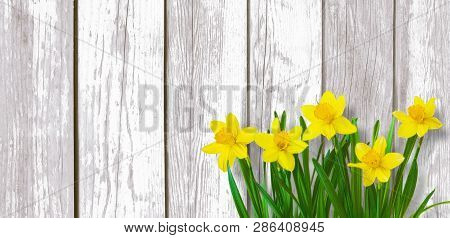 Spring Background With Yellow Daffodils Flowers On White Wood Texture. Beautiful Nature Rustic Backg