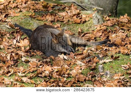 Swamp Wallaby, Wallabia Bicolor, Is One Of The Smaller Kangaroos. This Wallaby Is Also Commonly Know