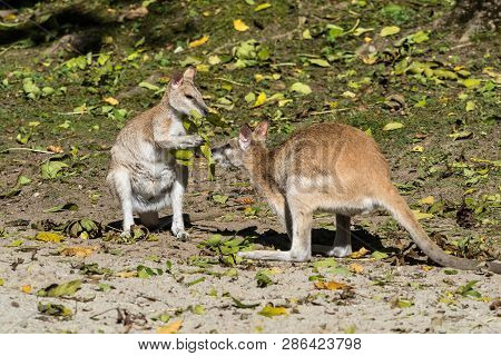 The Agile Wallaby, Macropus Agilis Also Known As The Sandy Wallaby Is A Species Of Wallaby Found In 