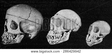 Skull of the man, the chimpanze and the Inuus, with the jaws cut to show the alternation of the teeth, vintage photo. From the Universe and Humanity, 1910.
