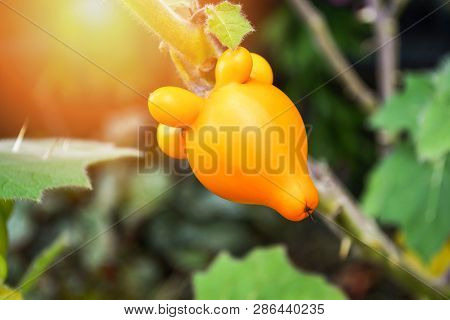 Titty Nipple Fruit Yellow Eggplant On Tree In The Garden / Solanum Mammosum Thorny Popolo