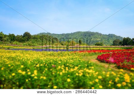 Colorful Flower Blossom In The Spring  Field Garden With Yellow Marigold And Red Celosia Cristata Or