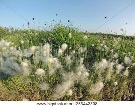 Tundra North Summer Landscape Nature Polar Circle Arctic