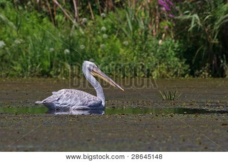 Dalmatiske Pelican (pelecanus Crispus)