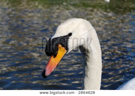 Svane