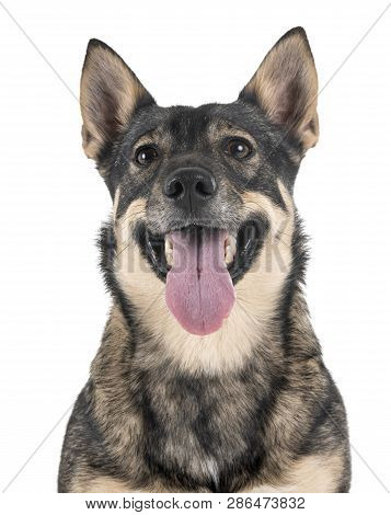 Swedish Vallhund In Front Of White Background