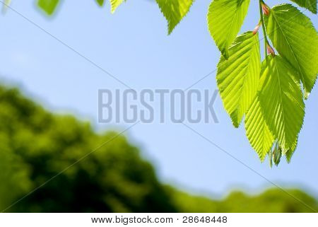 Foglie verde brillante