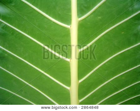 Close Up di verde foglia