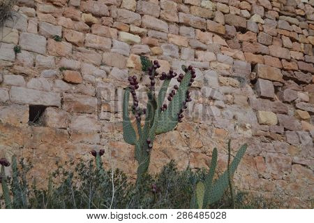 Pretty Prickly Pear With Figs At The Base Of The Collegiate Castle In Alquezar. Landscapes, Nature, 