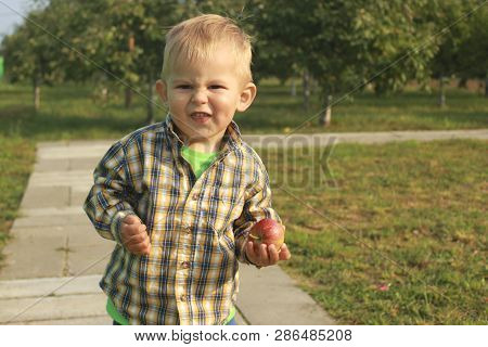 Little Boy Eating Red Apples In Orchard