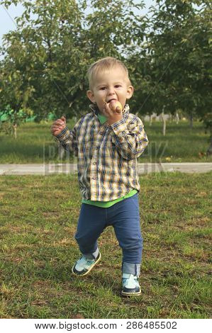 Little Toddler Boy Eating Red Apples In Orchard