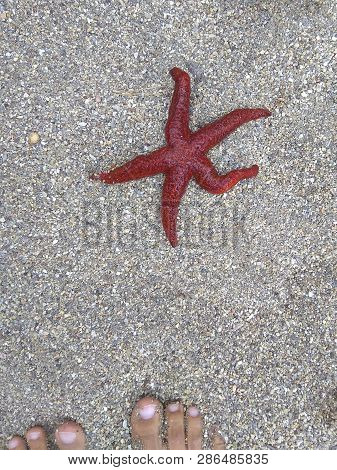 Starfish On Beach Sand. Red Sea Star.
